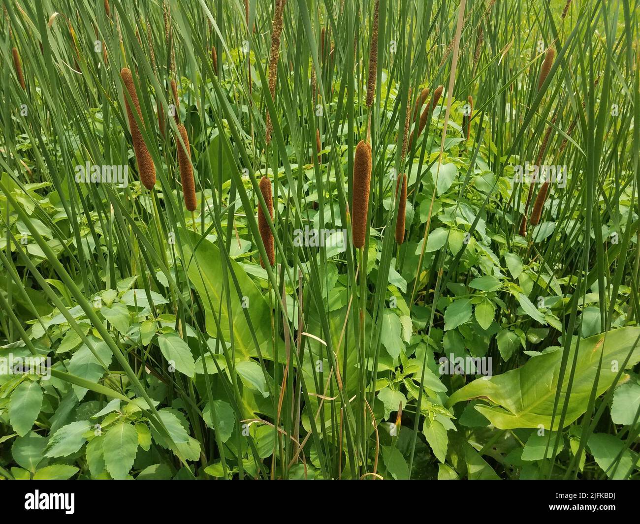 Planta de cola de gato fotografías e imágenes de alta resolución - Alamy