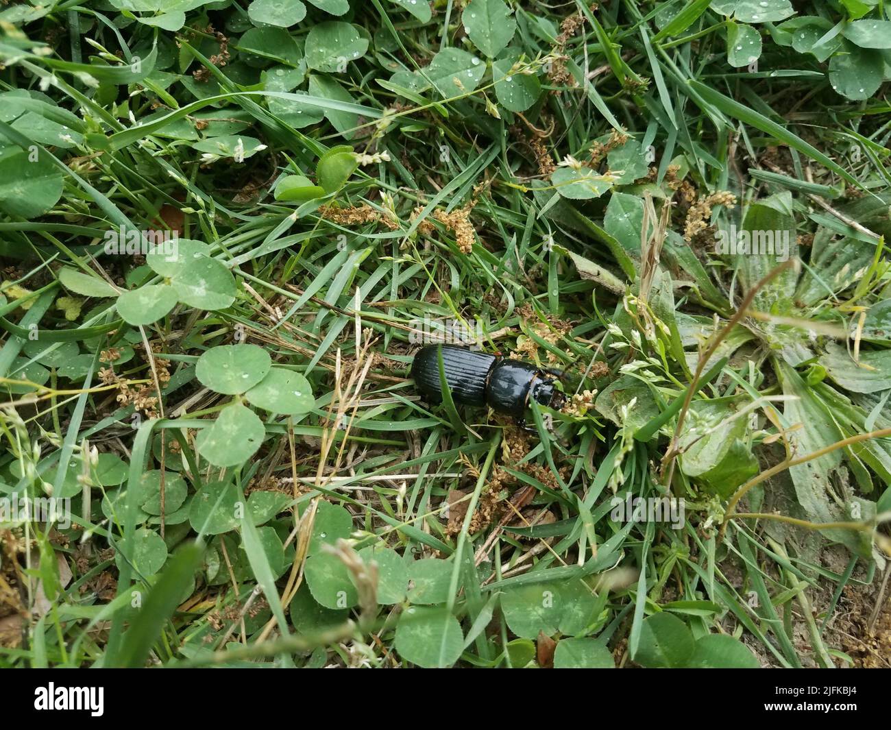 escarabajo negro grande en la hierba y tréboles en el césped. Foto de stock