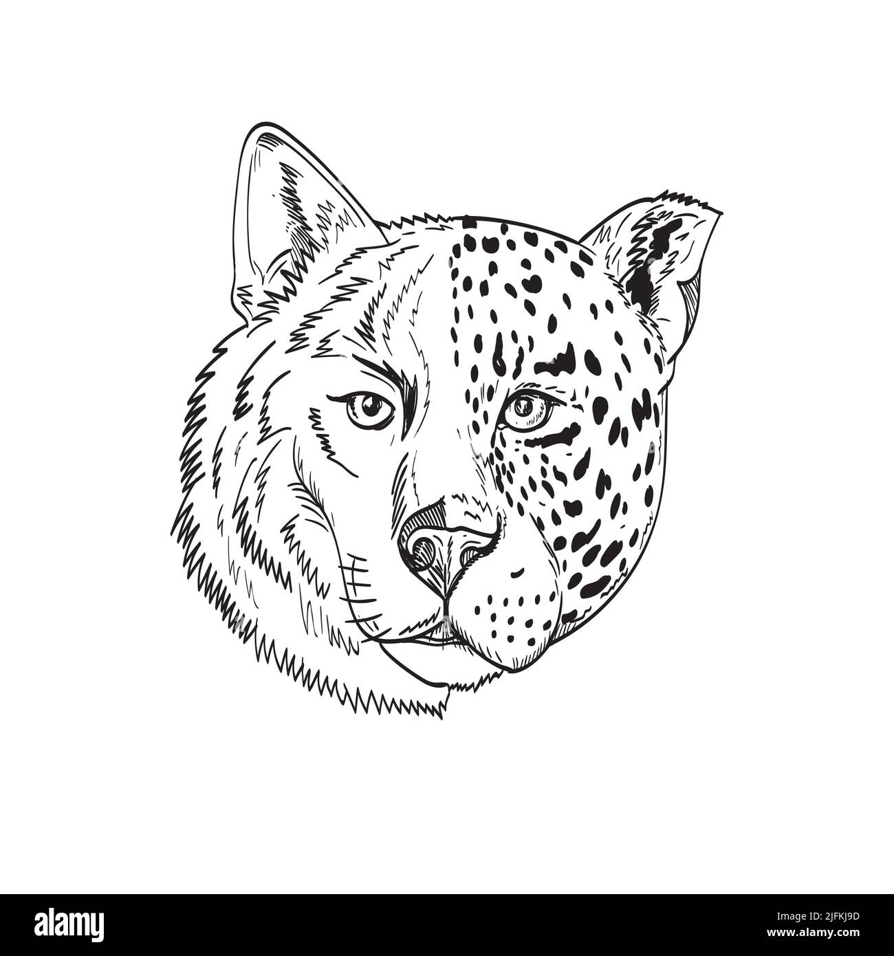Bosquejo de lobo fotografías e imágenes de alta resolución - Alamy Bosquejo de lobo fotografías e imágenes de alta resolución - Alamy