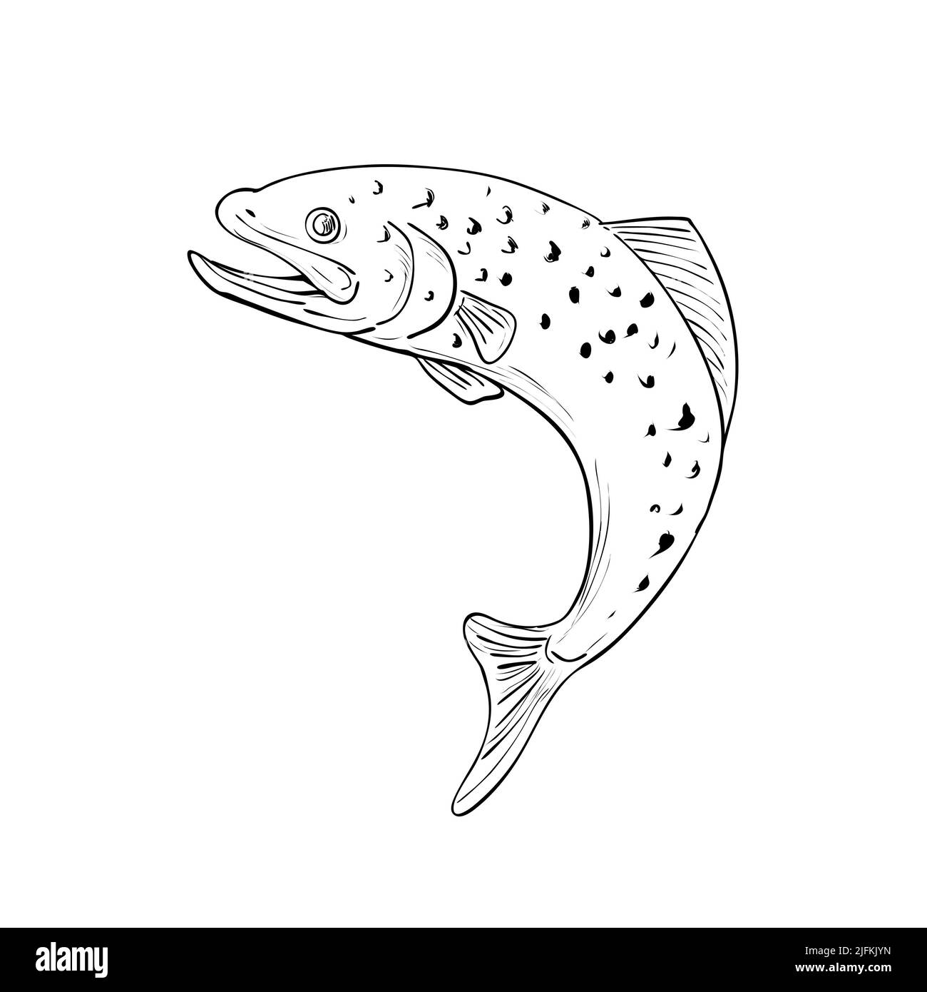 Trucha de rio dibujo Imágenes recortadas de stock - Alamy