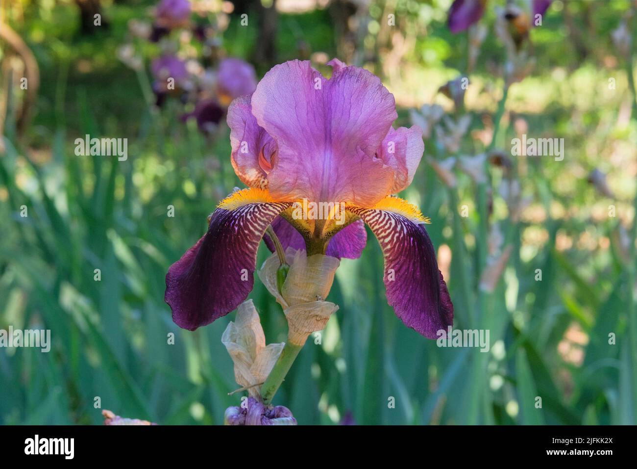 Iris está creciendo en el parque. Planta púrpura o violeta, cultivada por sus llamativas flores. Foto de stock