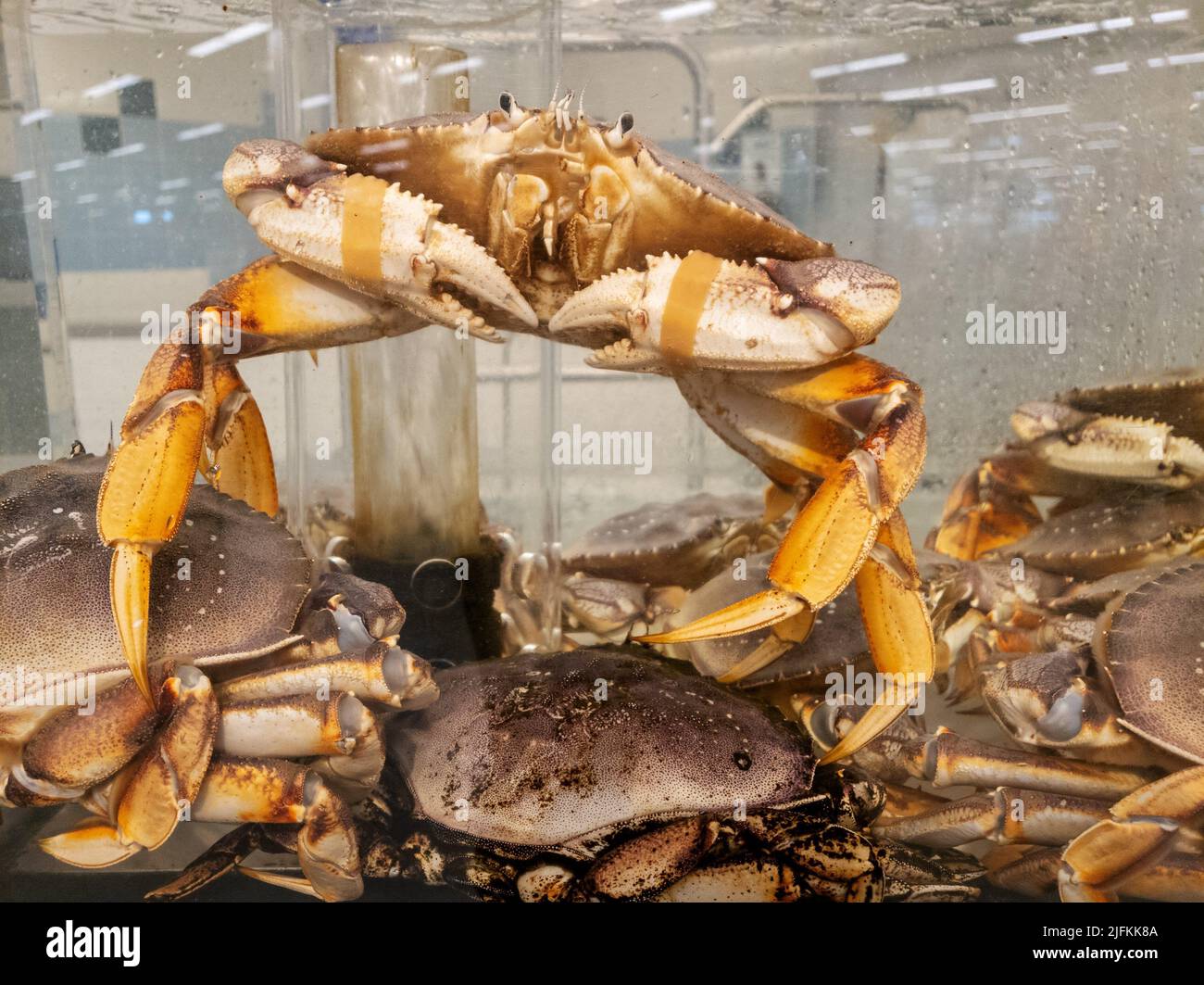 Crab in water fotografías e imágenes de alta resolución - Alamy