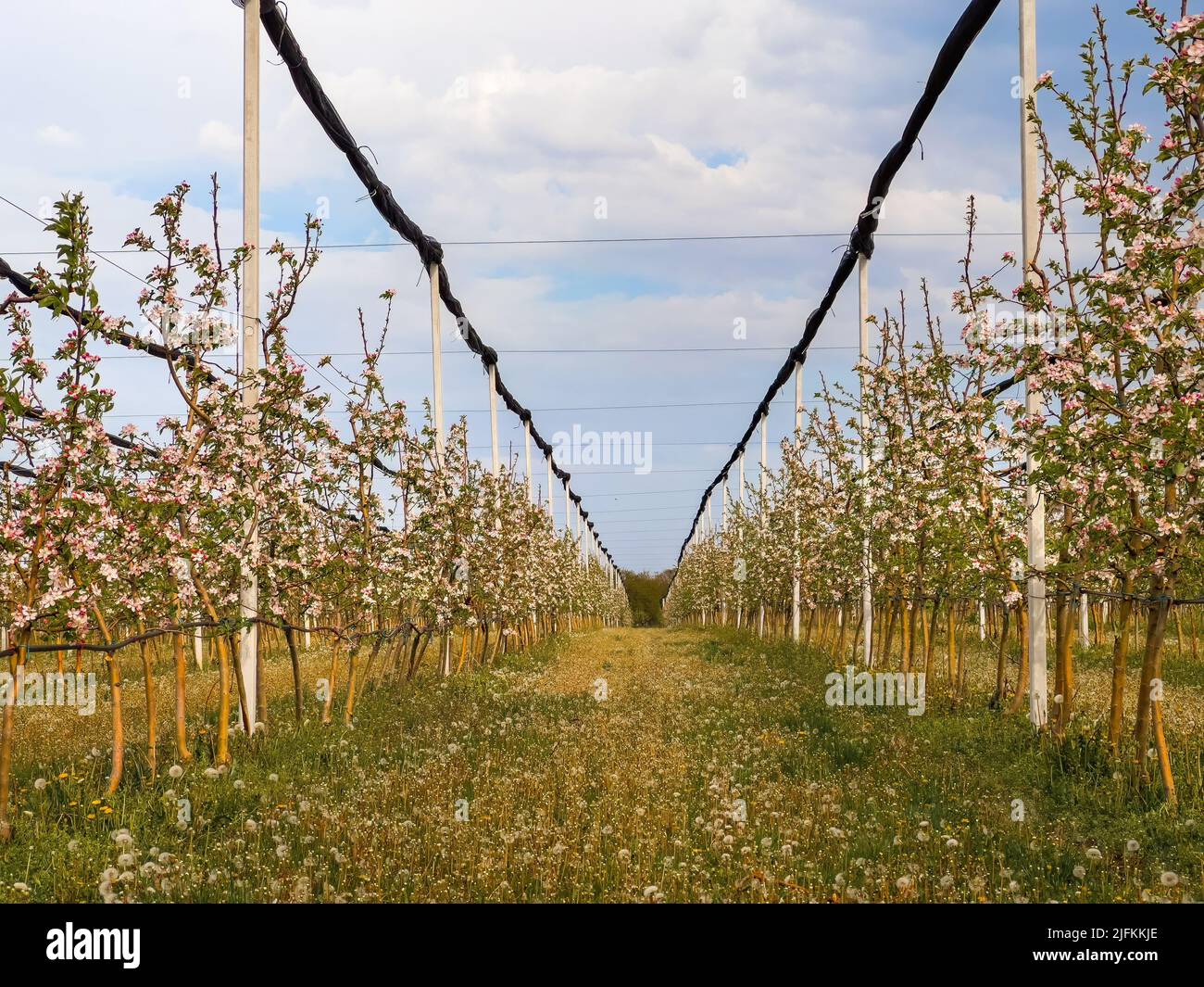 Huerto frutal de manzana con árboles en flor, perspectiva decreciente Foto de stock