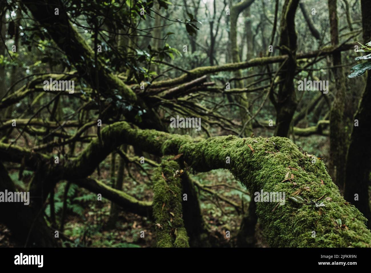 Primer plano de árboles troncales verdes con almizcle en un fondo de bosque salvaje profundo. Paisaje naturaleza al aire libre parque paisaje. Aventura y explorar el paisaje. Foto de stock