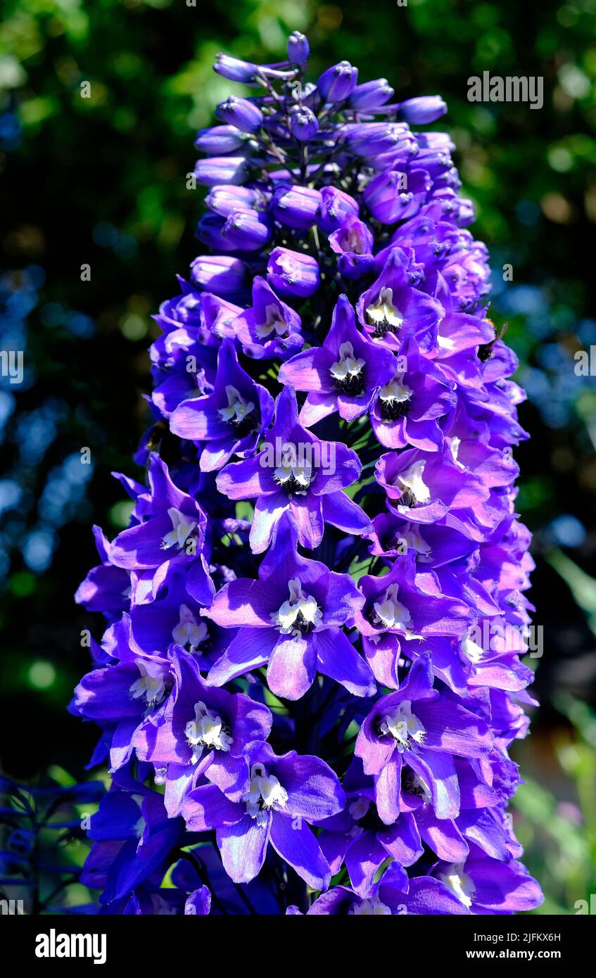 flores de delfinio púrpura floreciendo en jardín inglés, norfolk, inglaterra Foto de stock