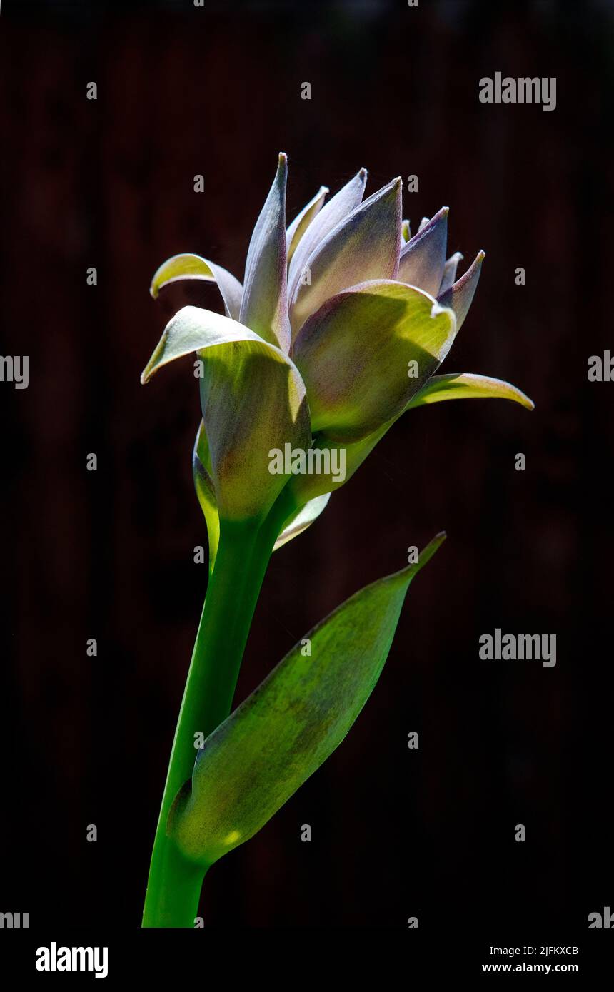 flor hosta ventricosa florida sobre fondo negro Foto de stock