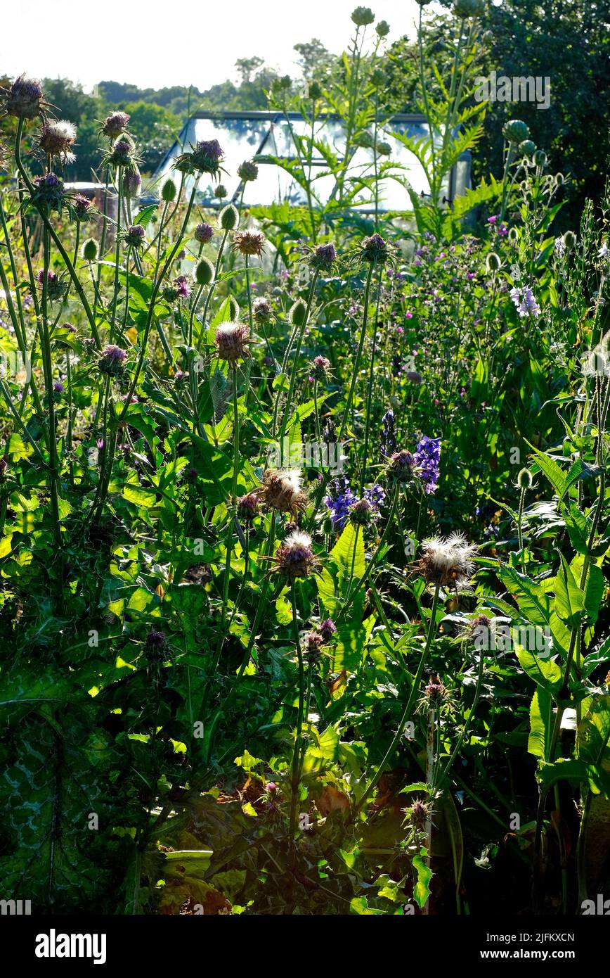 jardín de parcelas inglesas overgrown, norfolk, inglaterra Foto de stock