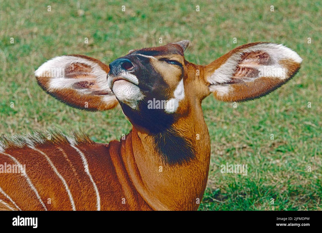 Juvenil Bongo (Tragelaphus eurycerus) de África Central y Occidental. Revelando el tamaño de sus orejeras cuando sacude su cabeza. Foto de stock