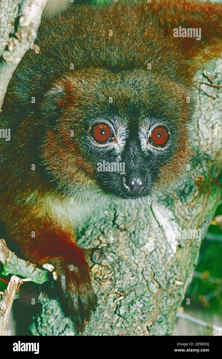 Hembra Lemur de vientre rojo (Eulemur rubriventer) de Madagascar oriental. Clasificado como vulnerable, Foto de stock