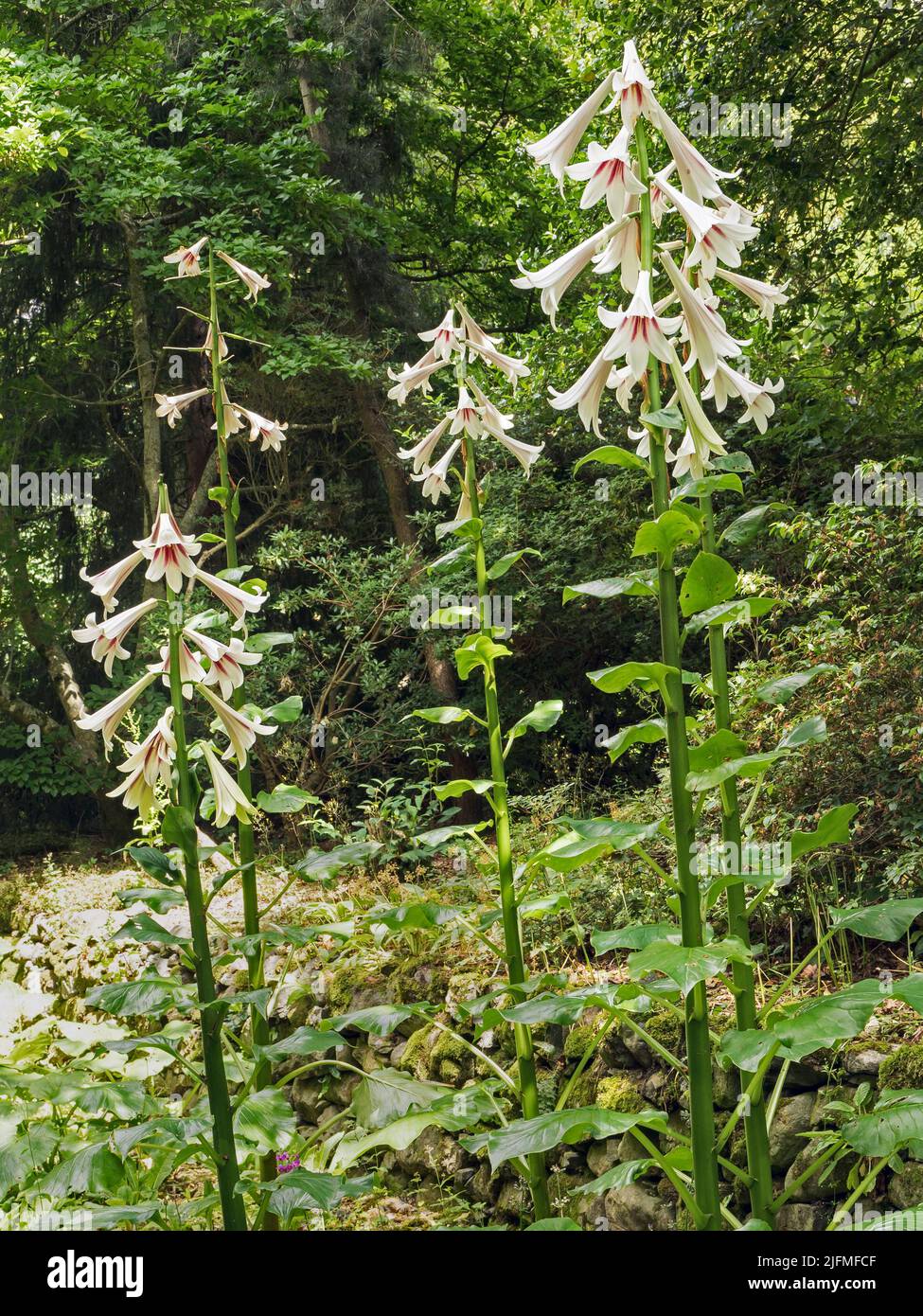 Lirios gigantes del Himalaya, Cardiocrinum giganteum, floreciendo en madera Foto de stock