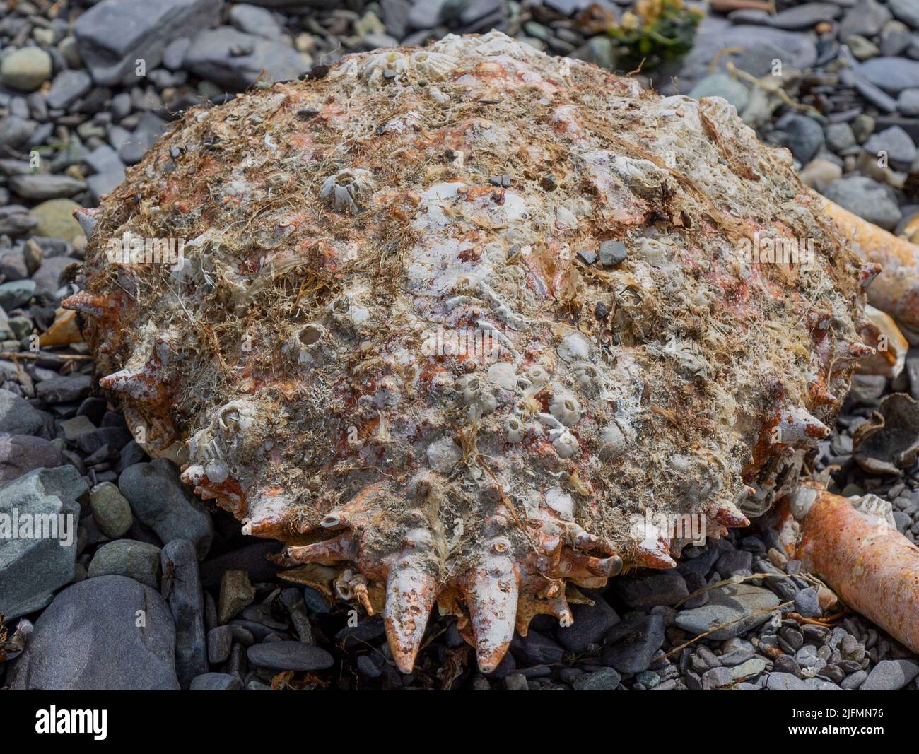 Vaciado de la concha de Spider Crab cubierto en Barnacles Foto de stock