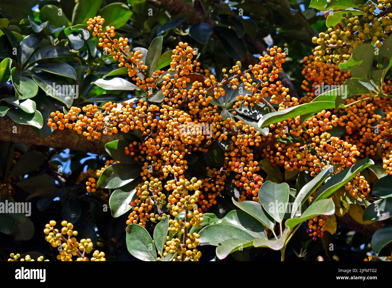 Frutos enanos del árbol paraguas (Schefflera arboricola) en el jardín Foto de stock