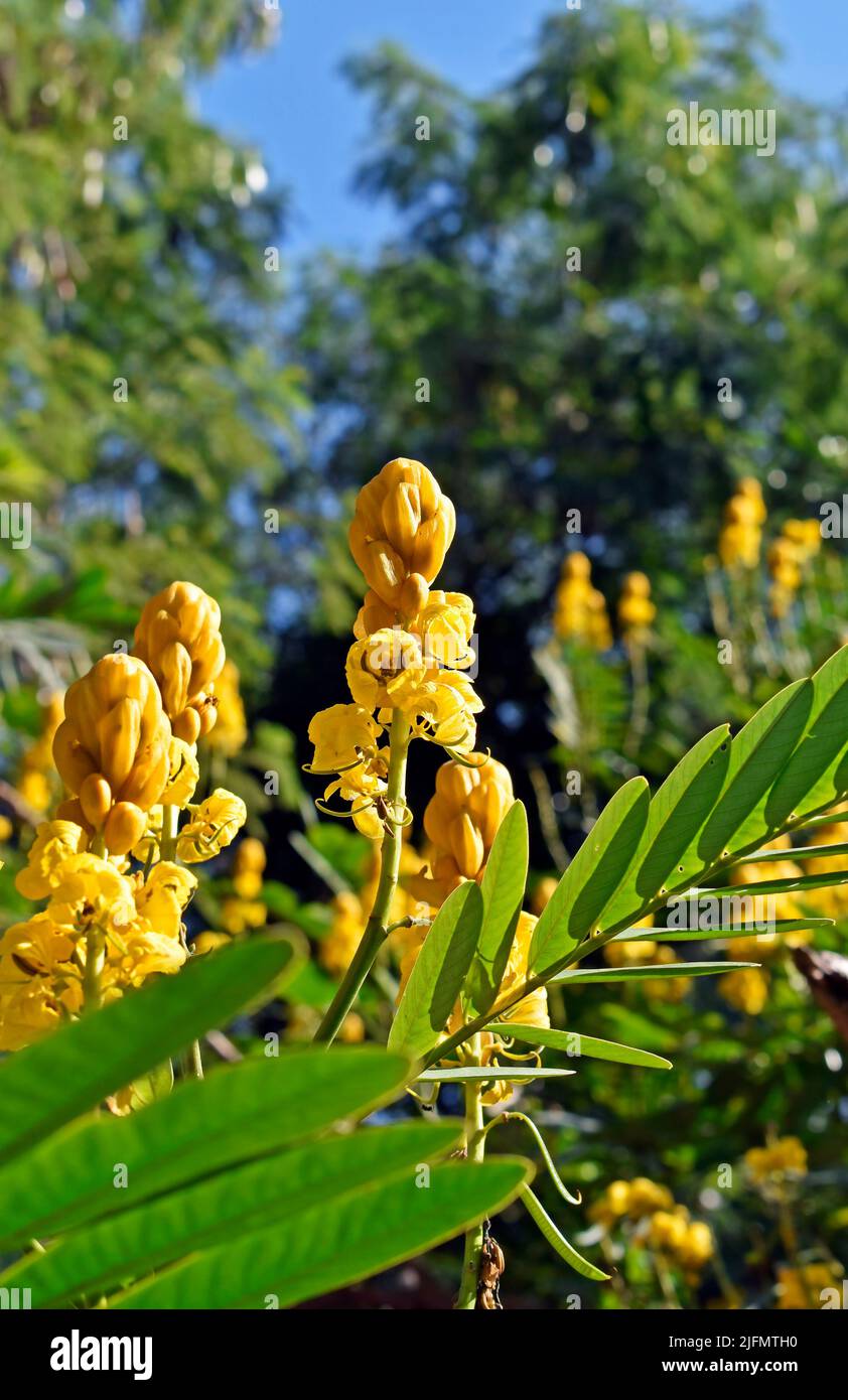 Flores de candela o flores de candelabra (Senna alata) Foto de stock