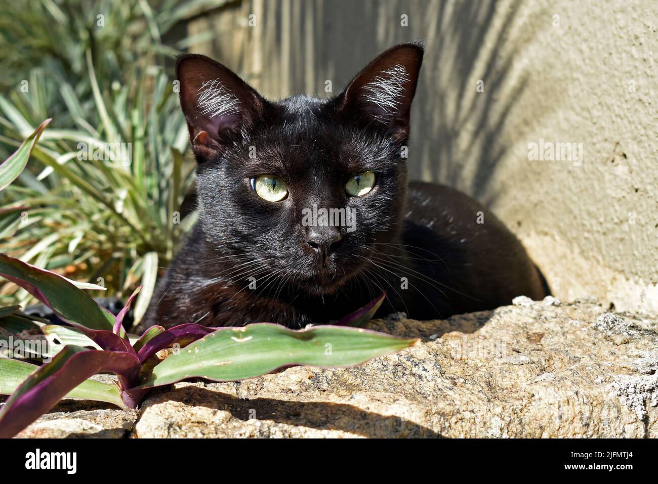 Gato negro con ojos verdes Foto de stock