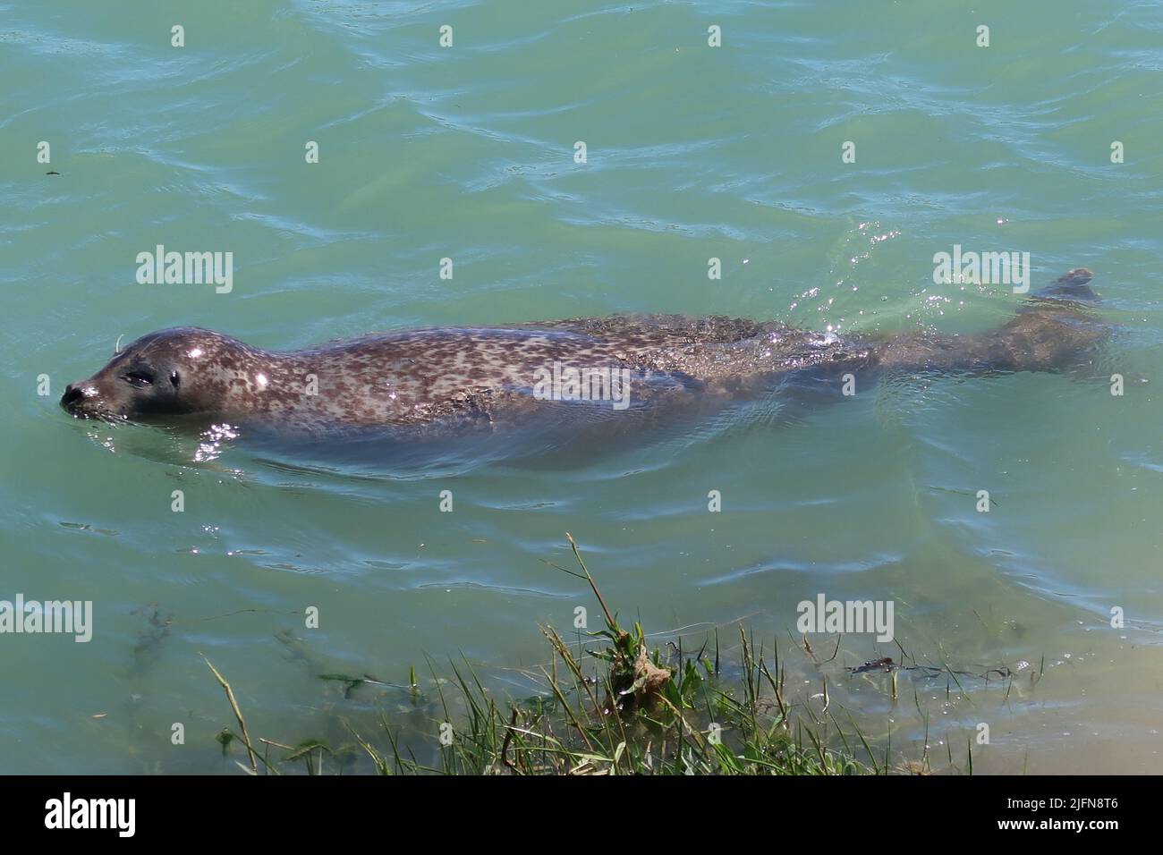Una gran foca gris nada en el río Arun, West Sussex, Reino Unido. Ubicación inusual 3 millas tierra adentro del mar, pero bien conocido localmente desde hace varios años. Foto de stock