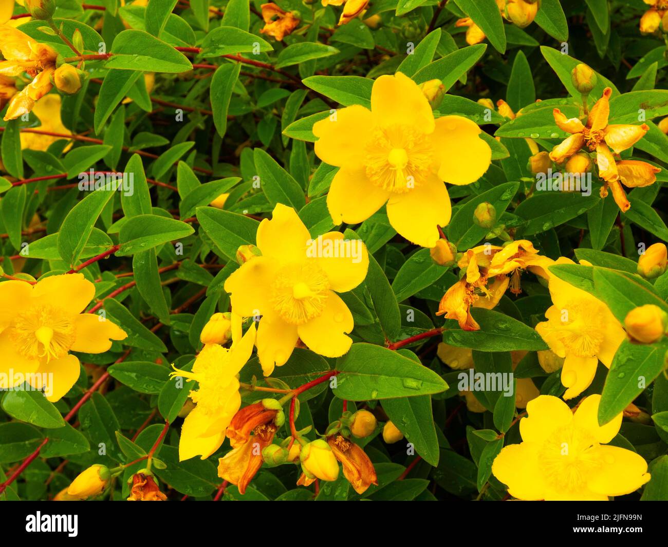 Hiperium. Perforatum es una planta perenne erguida con hojas pequeñas y ovadas y racimos terminales de flores amarillas en forma de estrella de 1,5cm mm de diámetro Foto de stock