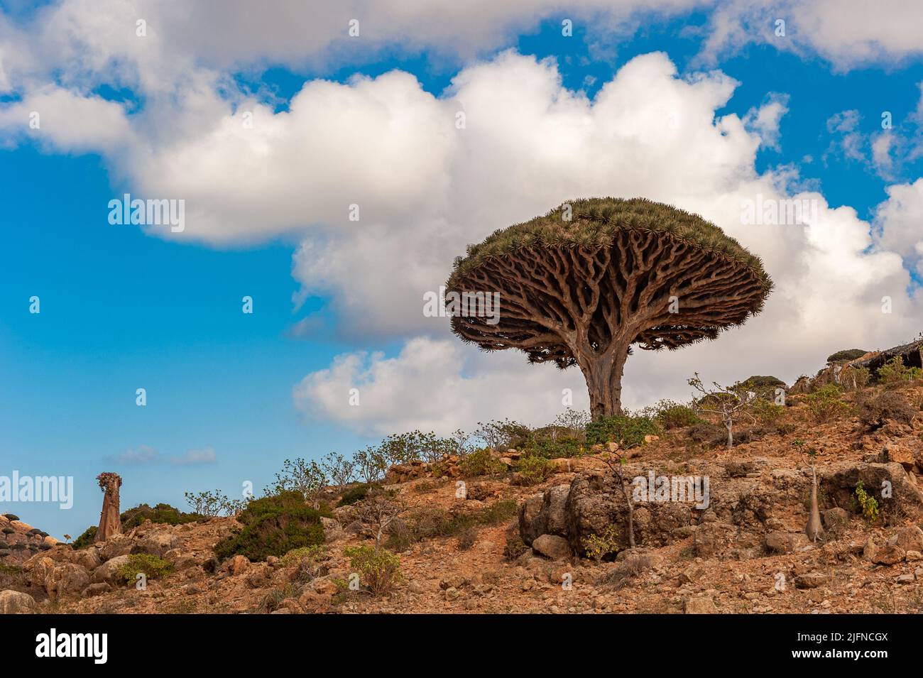 Dragones en la isla Socotra, Yemen Foto de stock