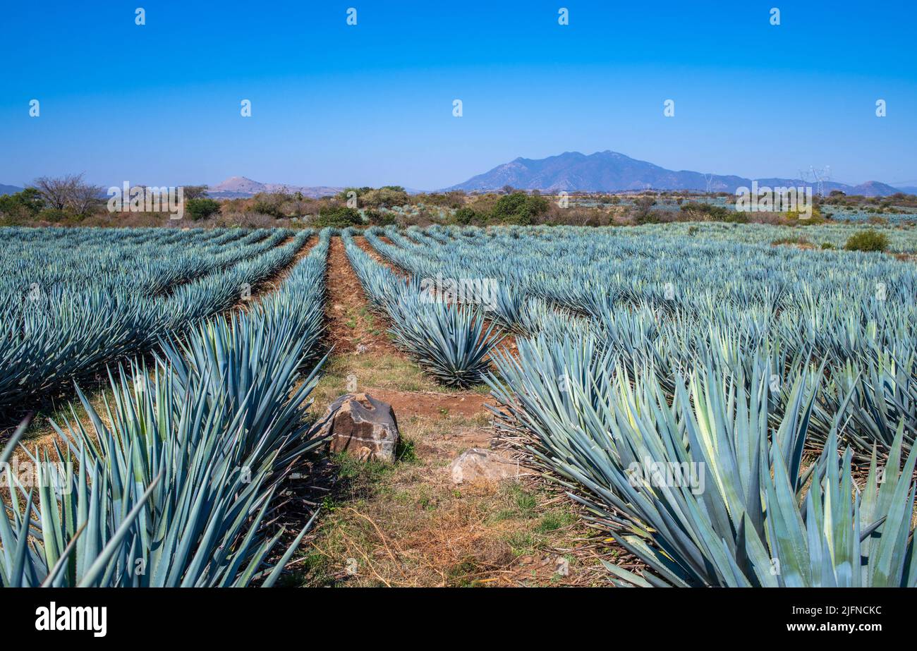 Campo Agave Azul en Tequila, Jalisco, México Foto de stock