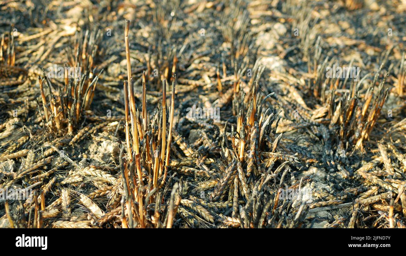 Campos fuego llama cebada calor orejas Hordeum vulgare después de incendio salvaje sequía seca negro tierra tierra catastrófica lástima daño vegetación cereales stand Foto de stock