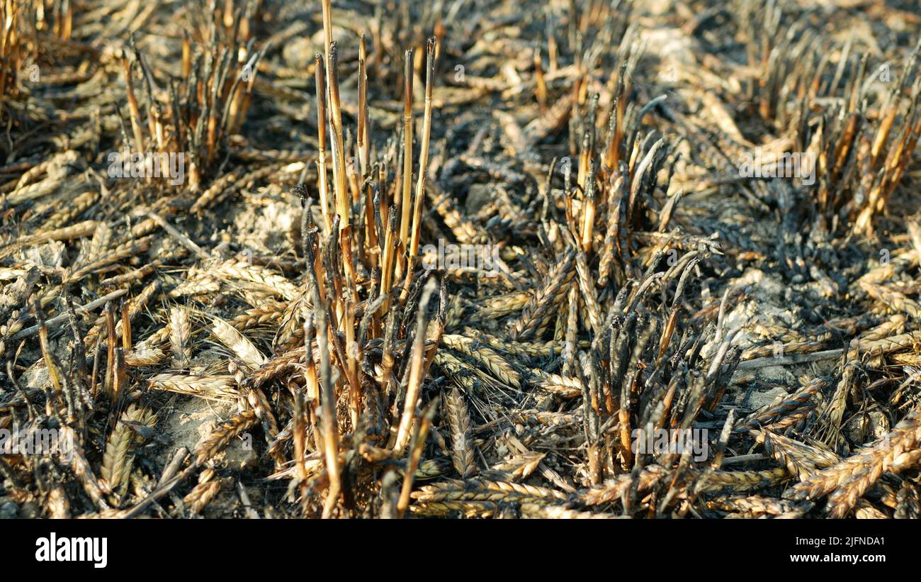 Campos fuego llama cebada Hordeum vulgare después de incendiar salvaje sequía seca negro tierra catastrófica lástima daño vegetación cereales permanecer verde Foto de stock