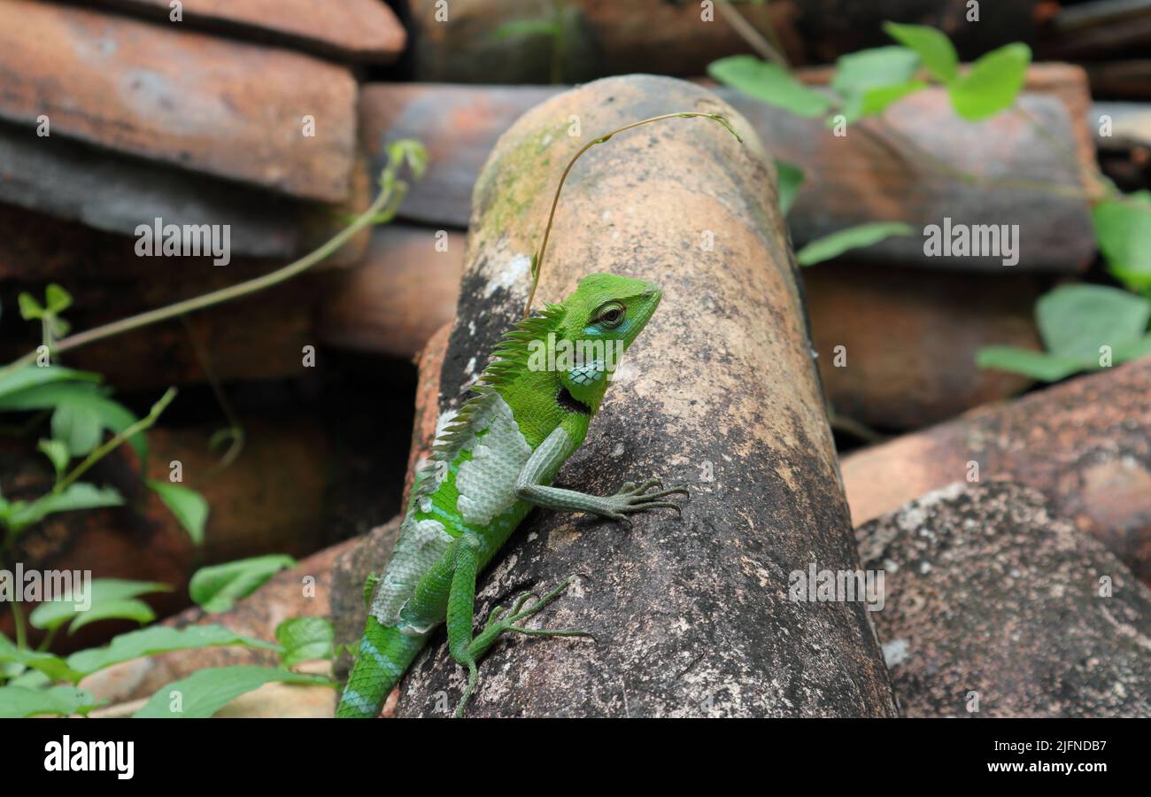 Primer plano de un lagarto común de bosque verde (Calotes calotes) con la piel del vertimiento Foto de stock