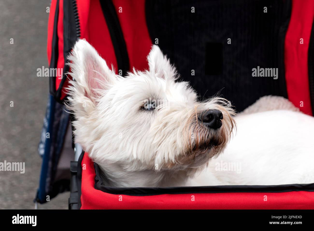 Un terrier blanco de West Highland, o Westie, perro que se encuentra en un cochecito de mascotas mientras que fuera con su dueño. El cochecito está fabricado por Pawhut Foto de stock