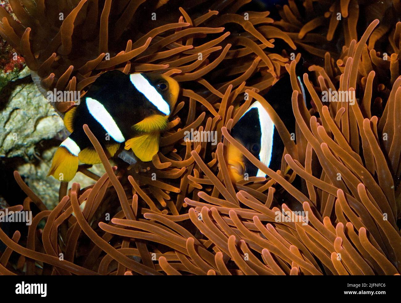 Par de Anemonefish de Clark, Amphiprion clarkii, en la anémona hospedera Entacmaea quadicolor. Foto de stock