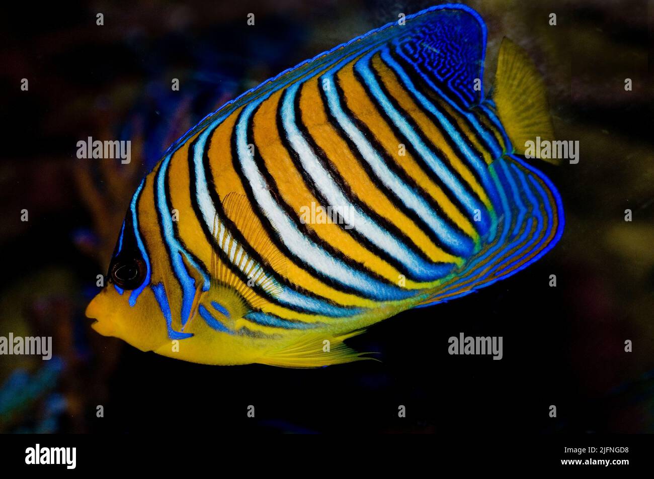 Regal Angelfish, Pygoplitas diacanthus. Foto de stock