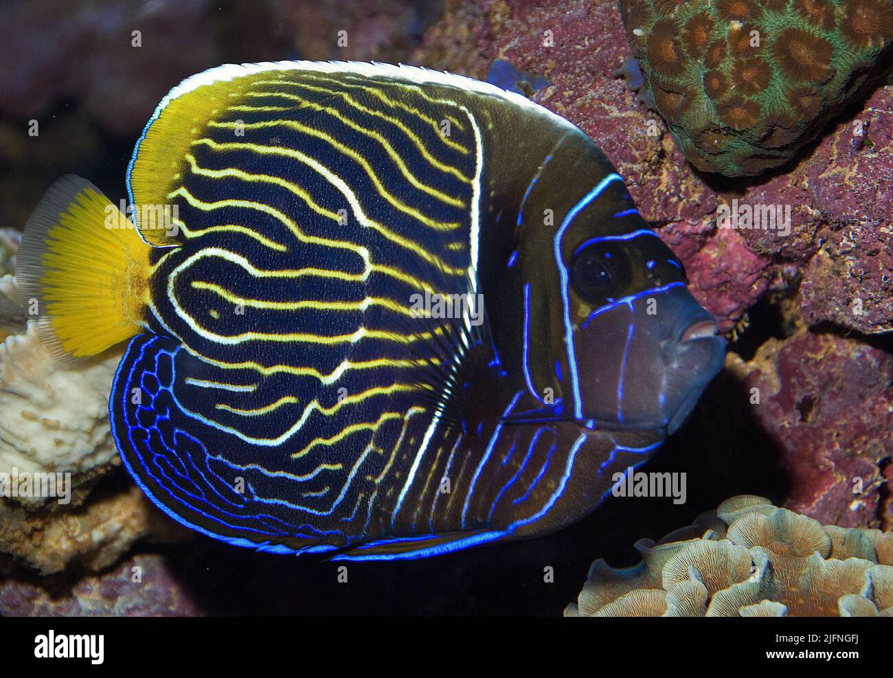 Emperador Angelfish, imperador de Pomacanthus. El espécimen subadulto está a punto de cambiar a colores adultos. Foto de stock