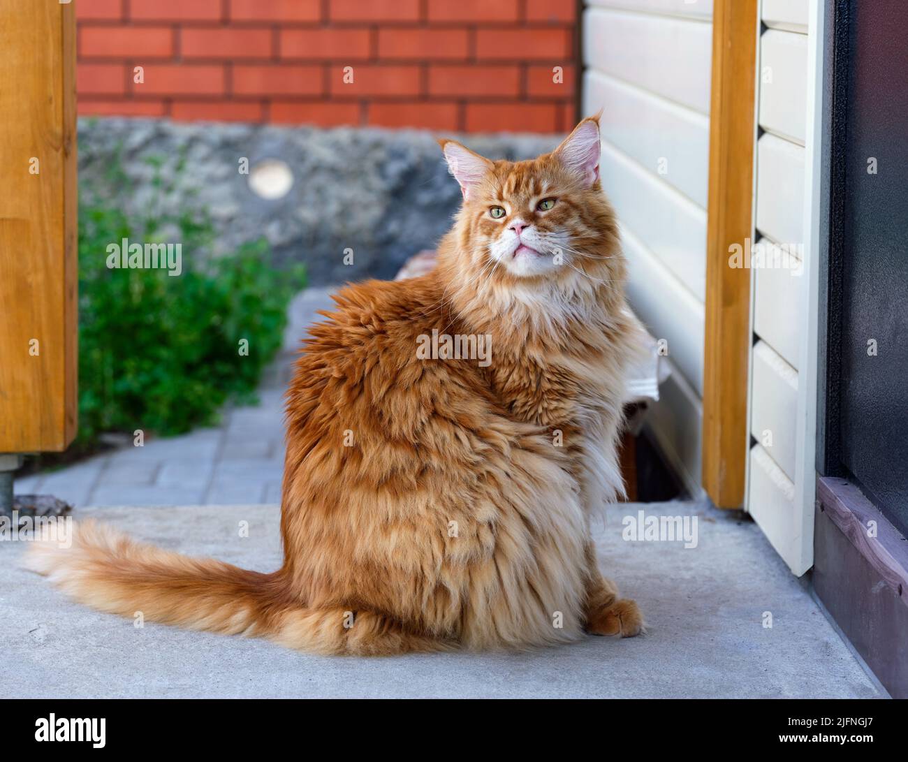 Un gato jengibre de Maine Coon sentado en un porche cerca de una puerta. Foto de stock