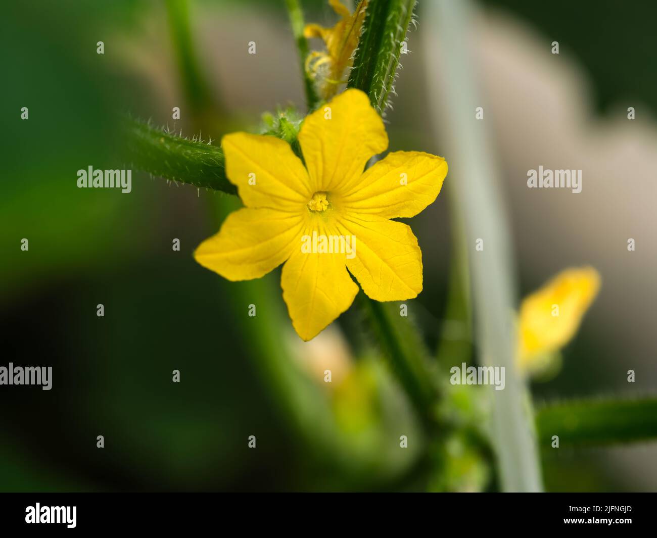 Un primer plano de una flor de pepino amarillo en un jardín Foto de stock
