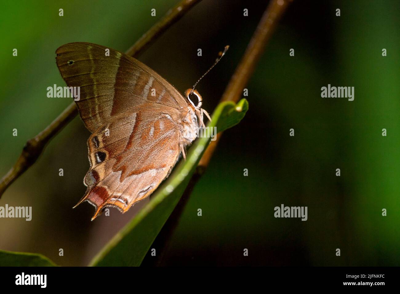 Mariposa del género Saribia. Parque Nacional Ranomafana, Madagascar. Foto de stock