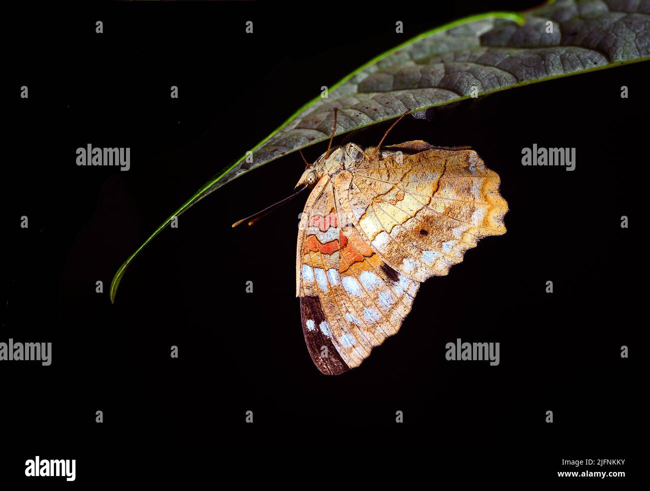 Mariposa no identificada (probablemente familia Nymphalidae) de la selva tropical del este de Ecuador. Foto de stock