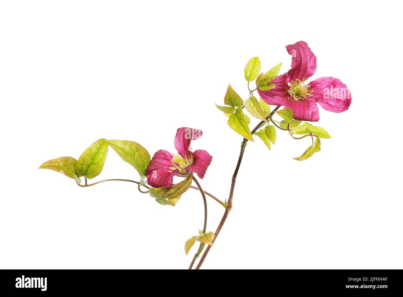 Dos flores híbridas clematis Hagley y follaje aislado contra blanco Foto de stock