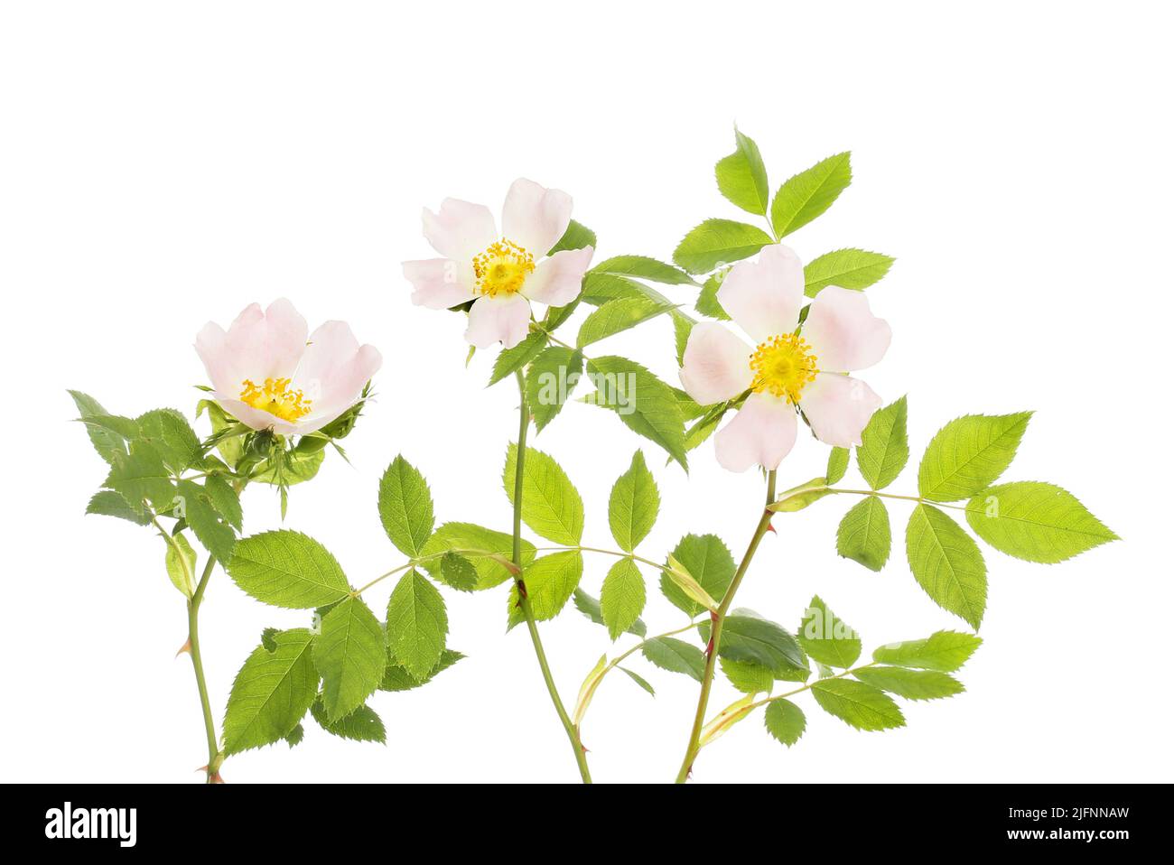 Rosa de los perros, rosa canina, flores y follaje aislado contra blanco Foto de stock