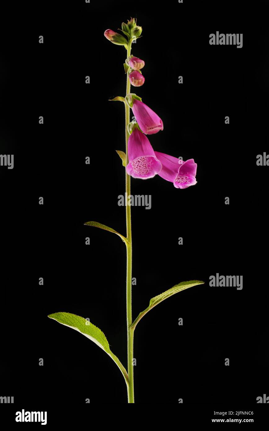 Planta de foxguantes de floración aislada contra el negro Foto de stock
