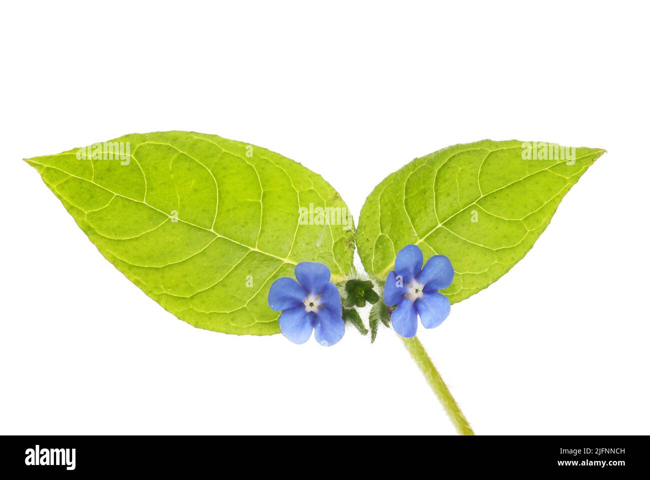 Primer plano de flores de alcanet verdes y follaje aislado contra el blanco Foto de stock