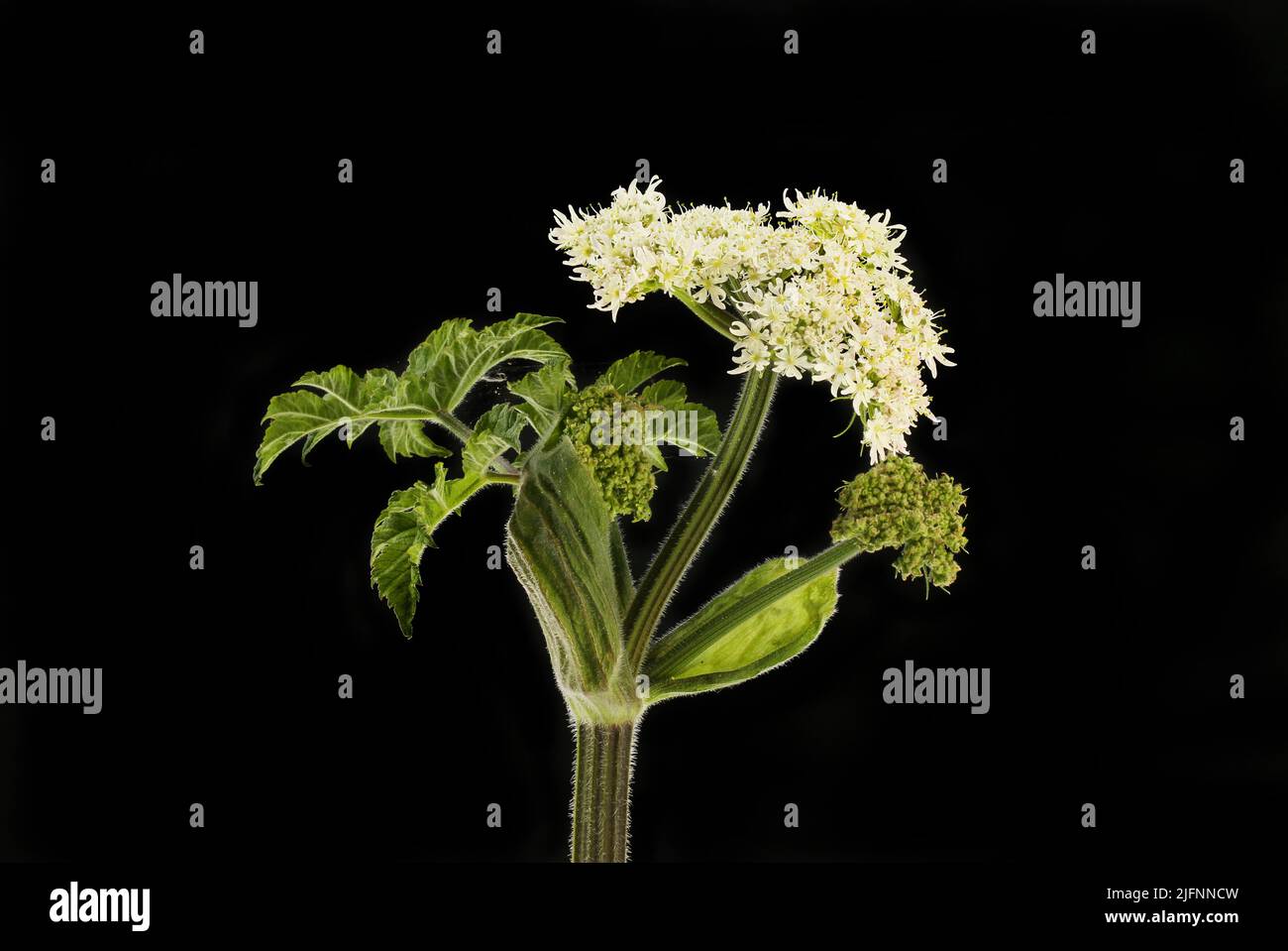 Higos gigantes, Heracleum mantegazzianum, flores y follaje aislados contra el negro Foto de stock