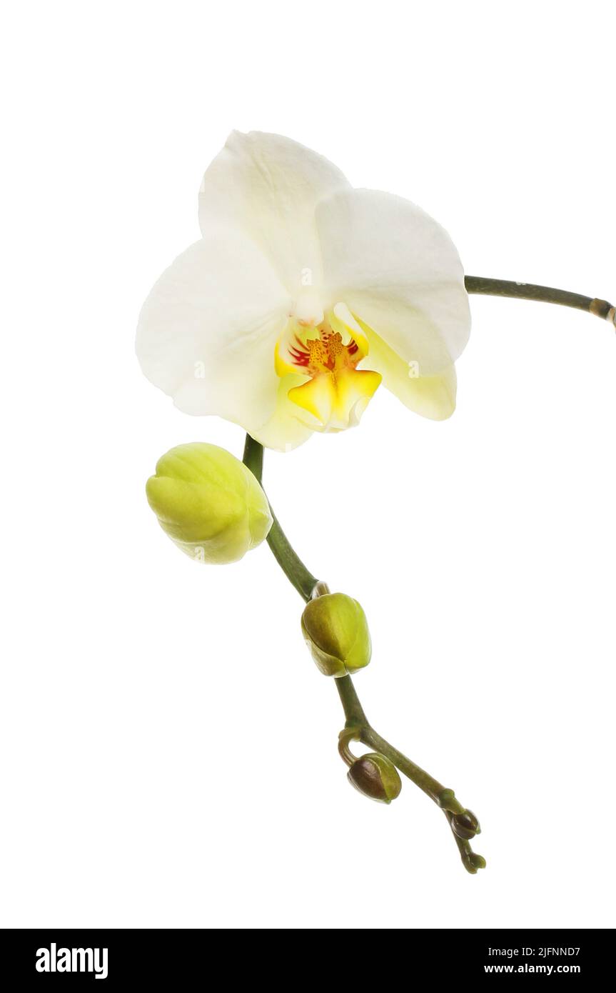 Phalaenopsis, orquídea de polilla, flor y brotes aislados contra blanco Foto de stock