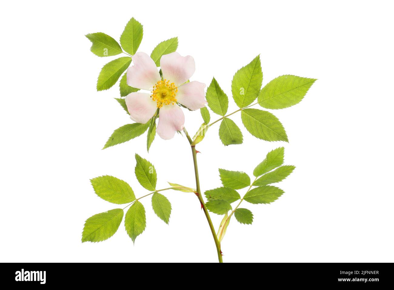 Un solo perro rosa flor y follaje aislado contra blanco Foto de stock