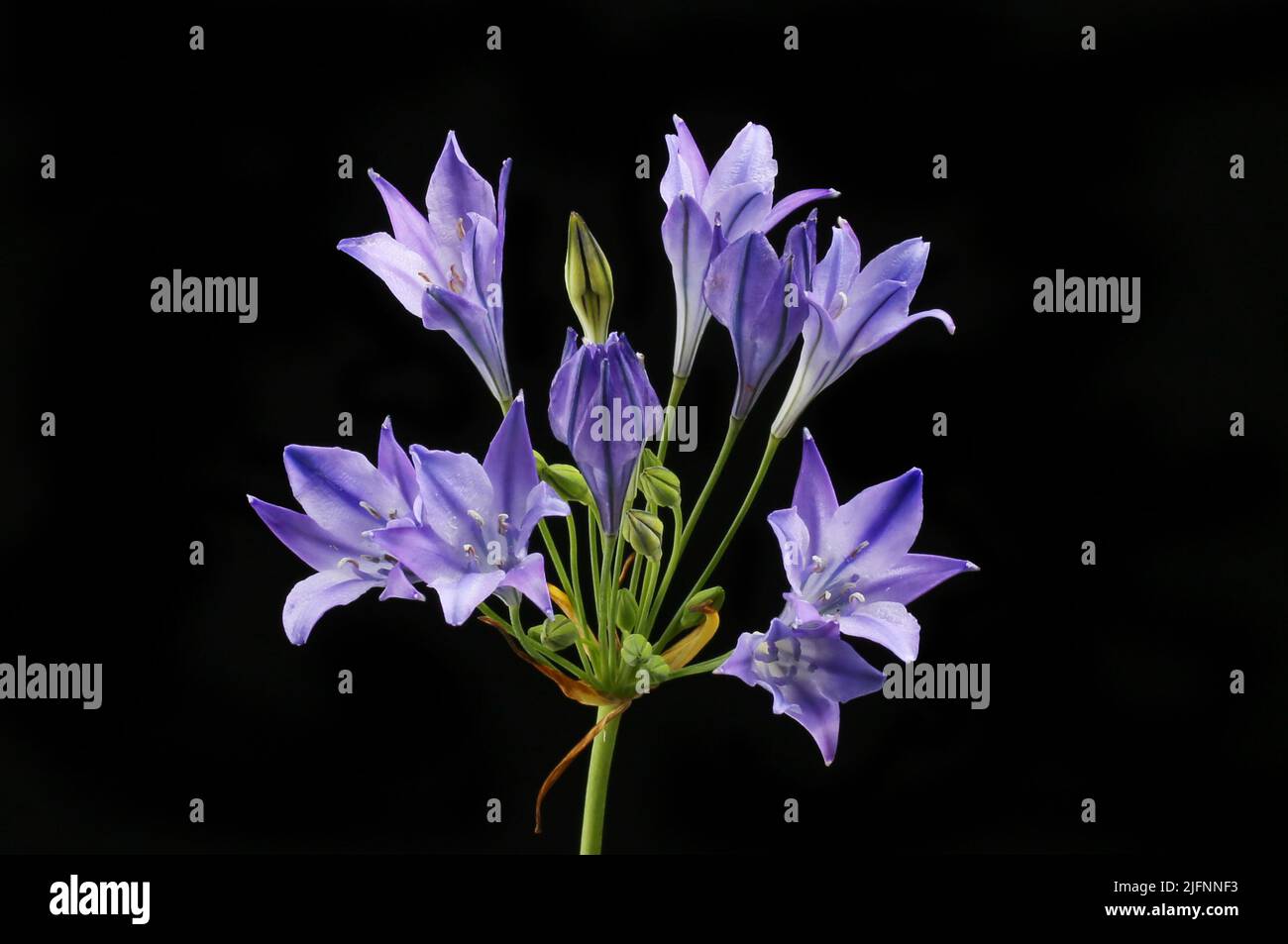 Triplete lirios, Triteleia laxa, flores aisladas contra negro Foto de stock