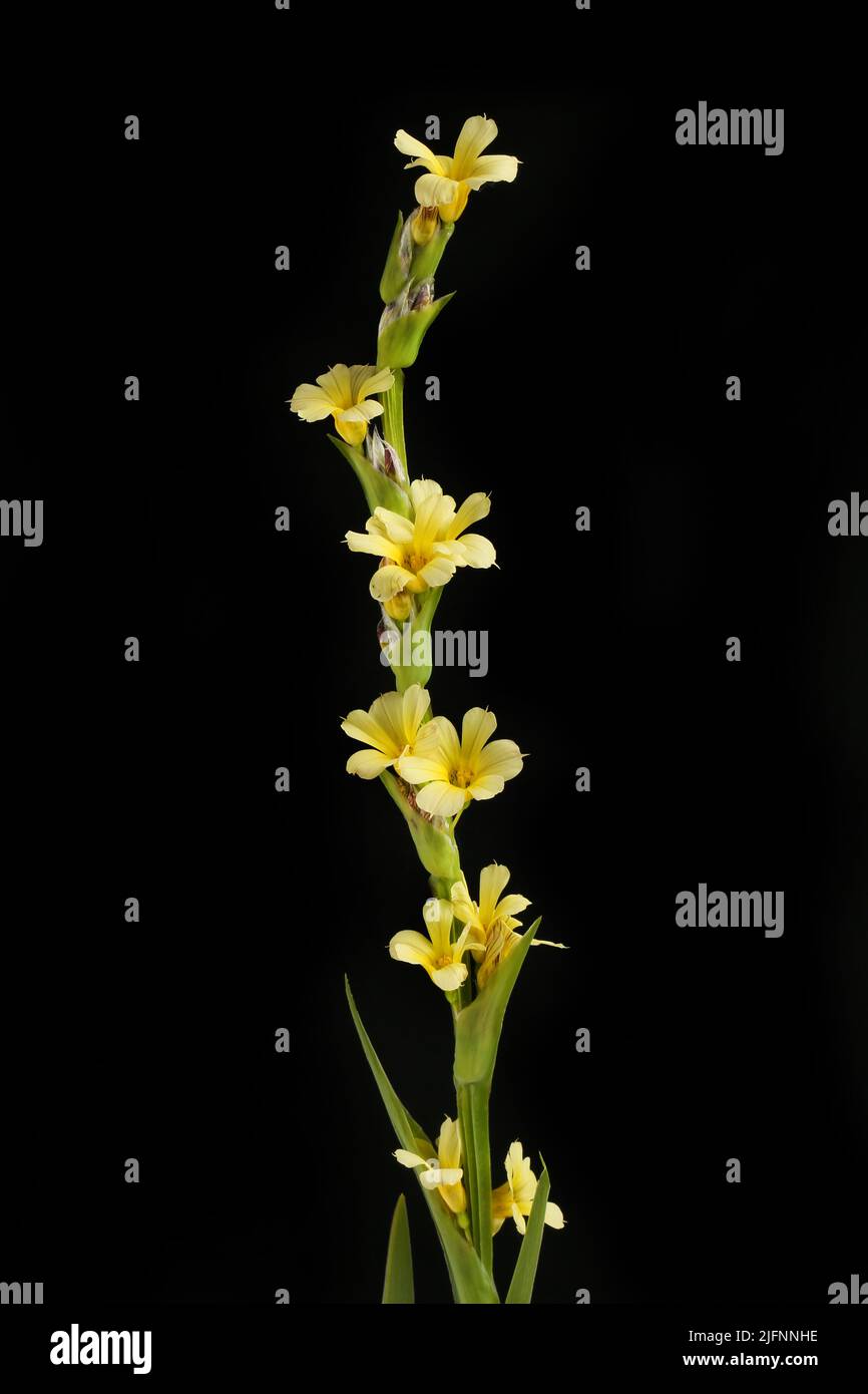Sisyrinchium striatum, hierba de ojos amarillos pálidos aislada contra el negro Foto de stock