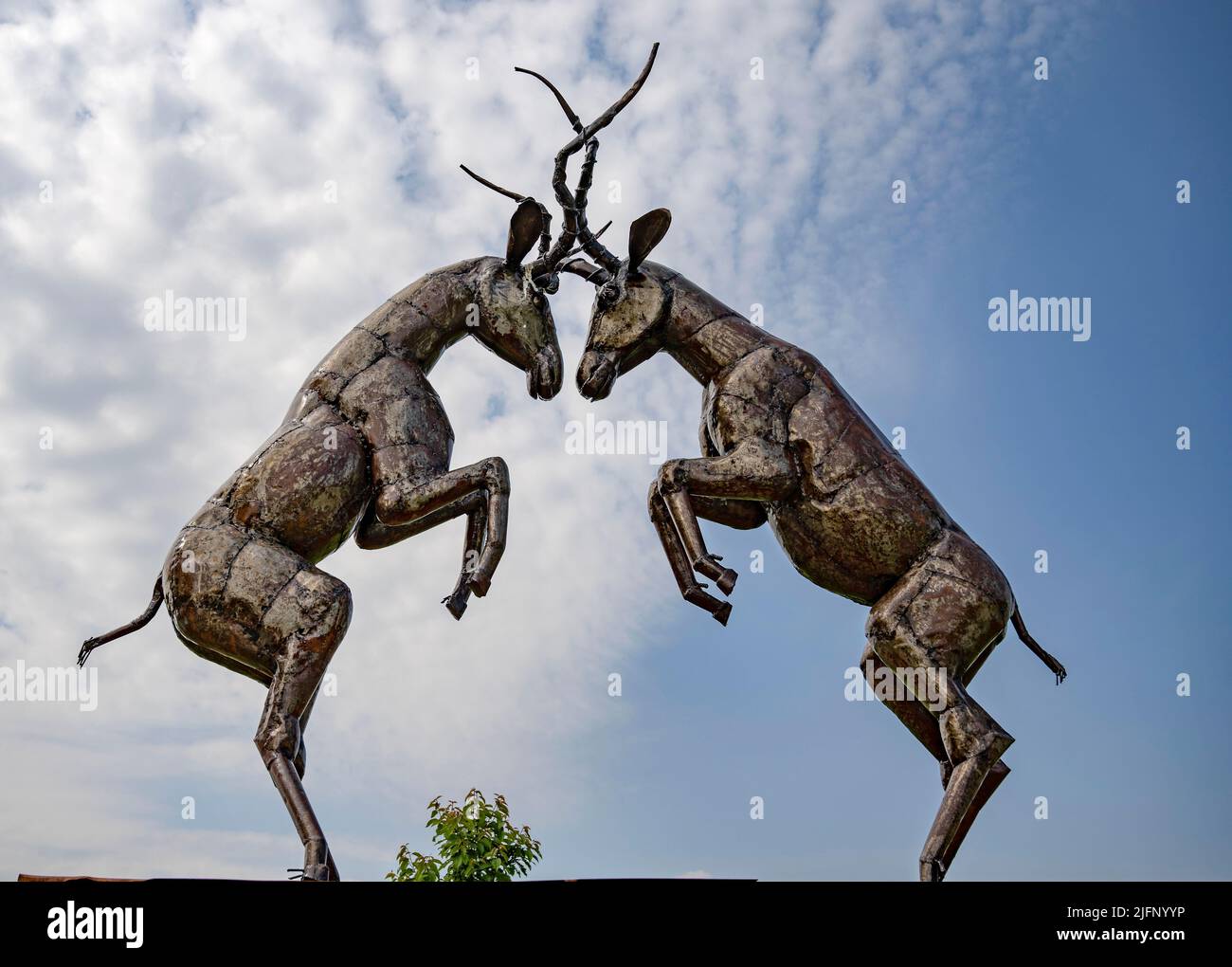 El Centro Británico de Hierro, Dama Gazelle Fighting, Exposición/Escultura Foto de stock