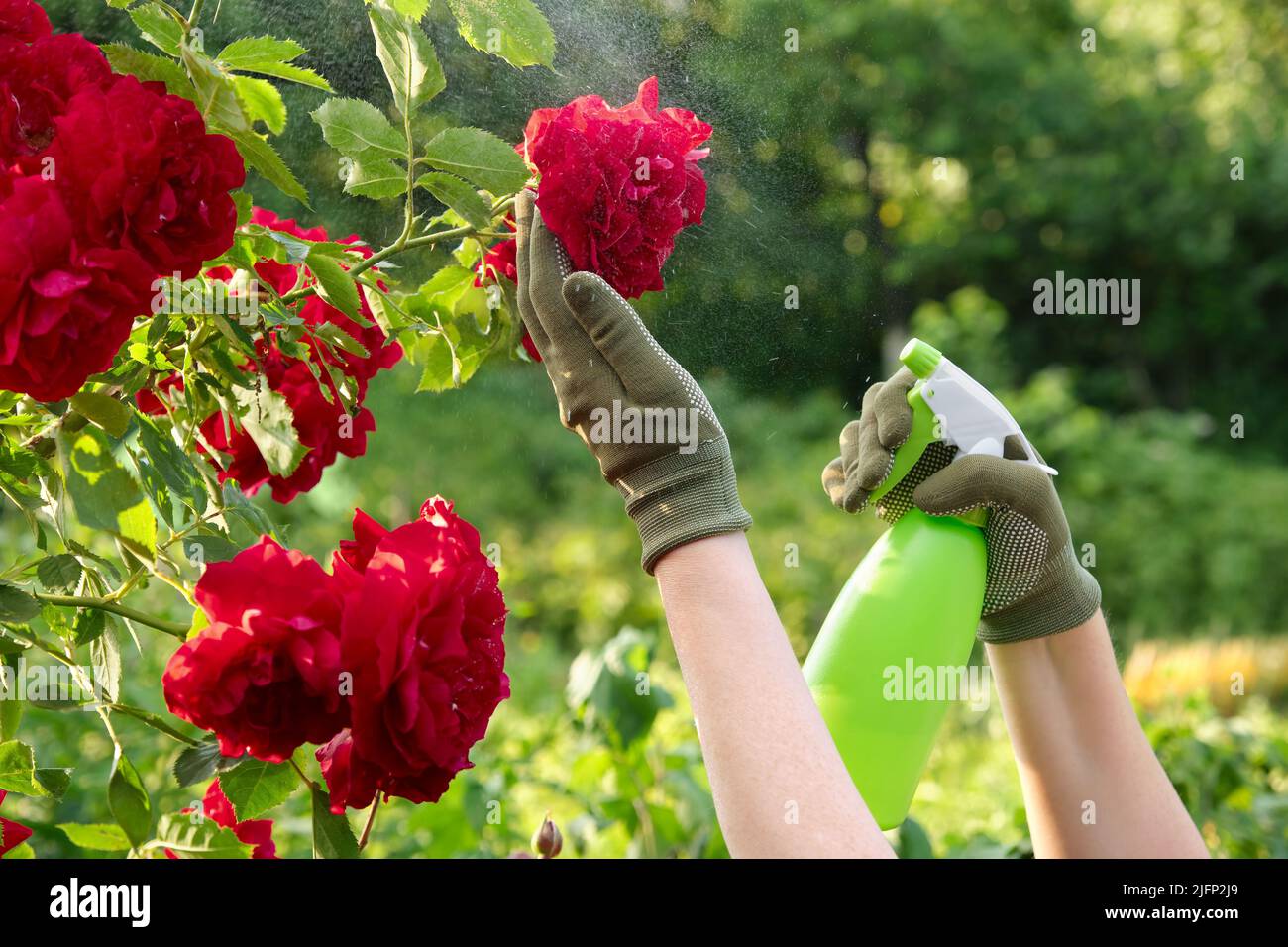Jardinero rociando rosas usando una botella de aerosol en un jardín. Tratamiento de las plantas de rosas afectadas por una botella de aerosol. Cuidado de las plantas de jardín. Foto de stock
