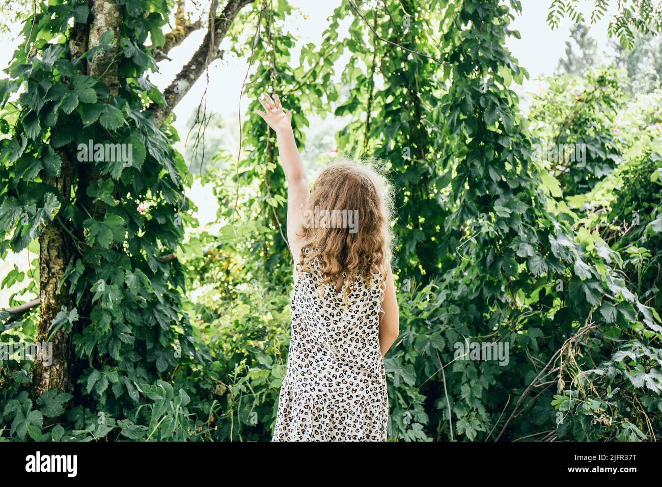 Humulus lupulus o lúpulo común o lúpulo plantas de decoración subir en brotes de árboles de hormiga en el jardín de casa, joven de 8 años de edad de pie entre la planta creciente Foto de stock