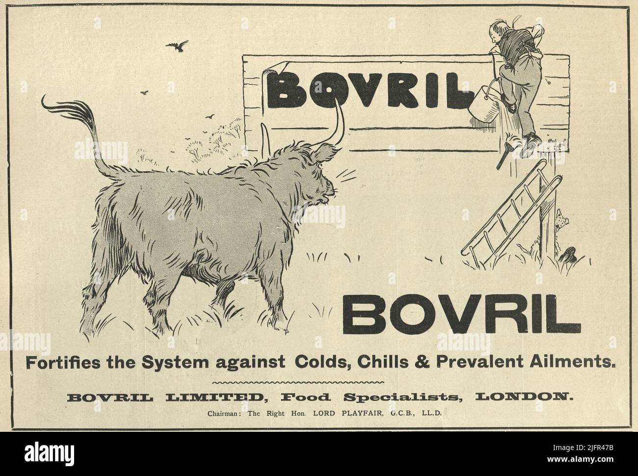 Victorian anuncio de Bovril, Bull persiguiendo a un hombre fuera de una muestra para arriba, siglo 1890s 19th Foto de stock