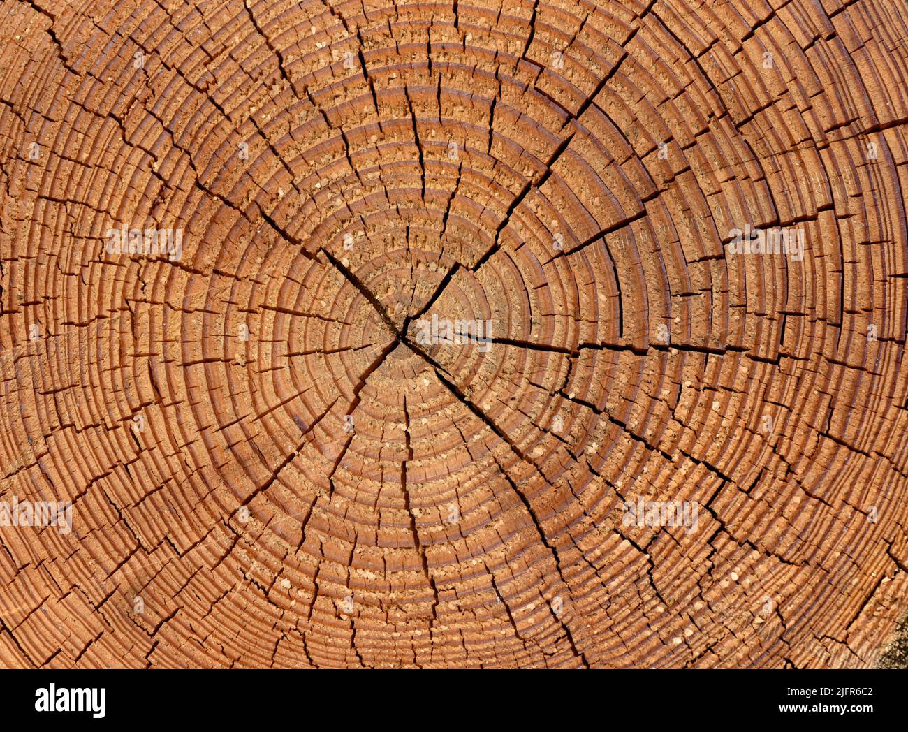 Mohresringe di Wachstumsringe eines Baumes im Querschnitt. Los anillos anuales son los anillos de crecimiento de un árbol en sección transversal. Foto de stock