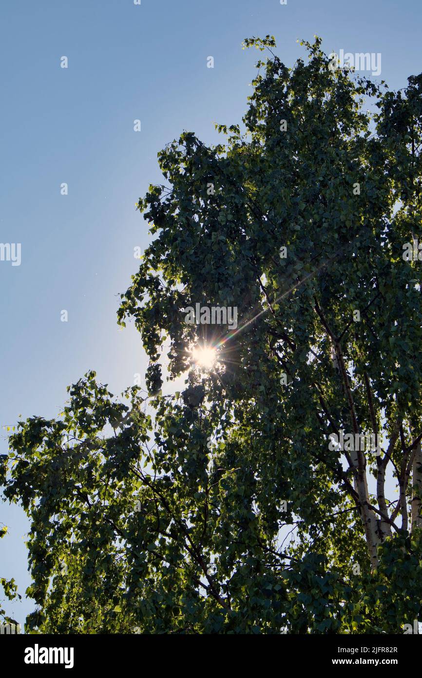 El sol brilla a través de las ramas de abedul Foto de stock