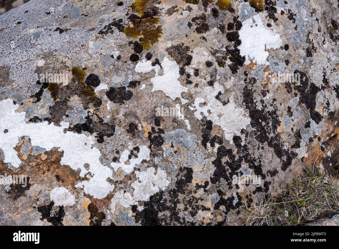 Piedras con Lichen natural en el camino a Torshavn, Islas Feroe Foto de stock