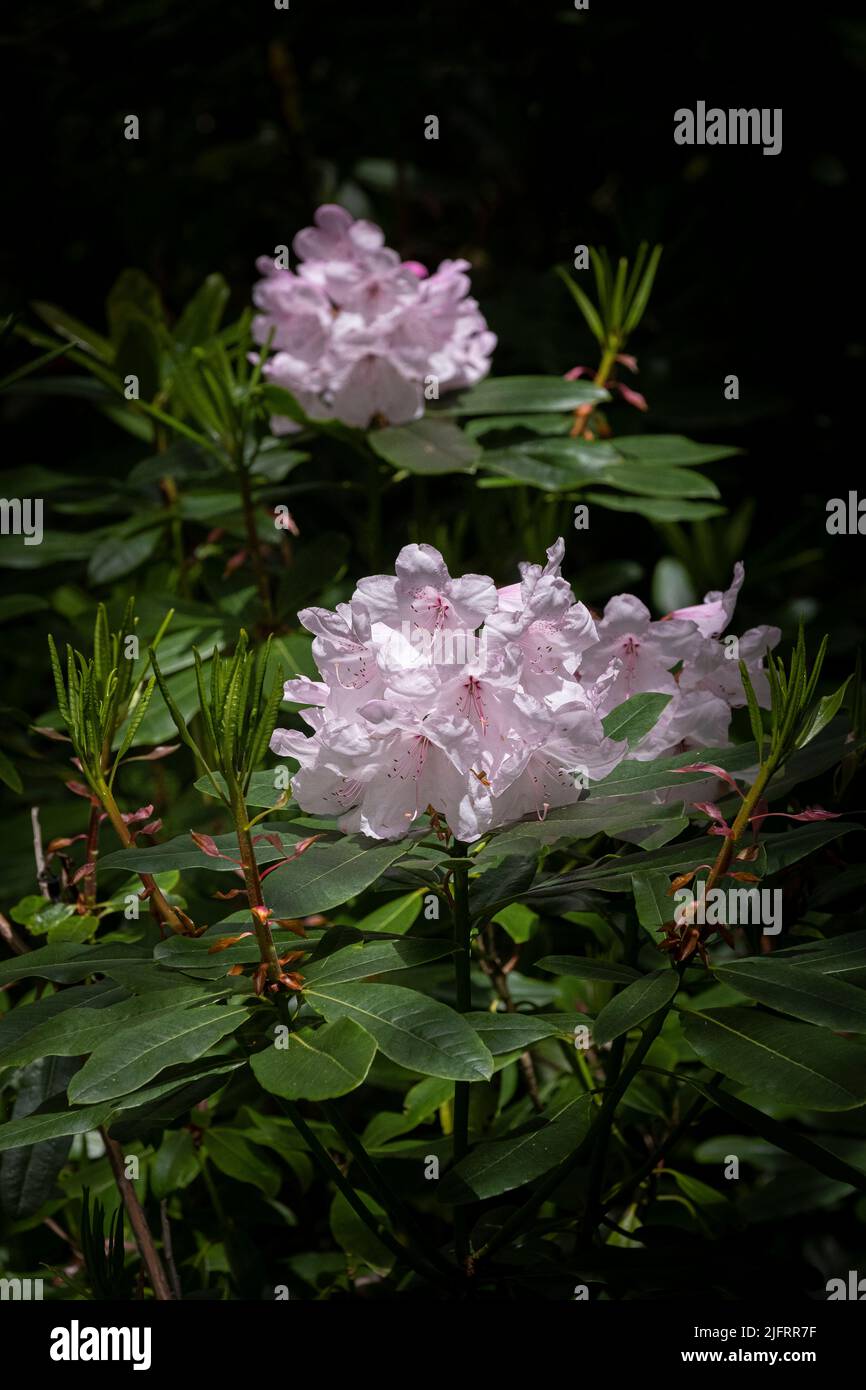 Flores rosadas pálidas de Rhododendron que crecen en el jardín subtropical salvaje de Penjjick en Cornualles. Penjerrick Garden es reconocido como Cornwall verdadera selva Foto de stock